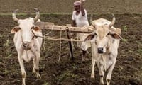 शेतकर्‍यांना राज्यपालांकडून मदतीची घोषणा